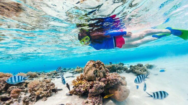 Honolulu: Hanauma Bay State Park Snorkeling Trip - Booking Details