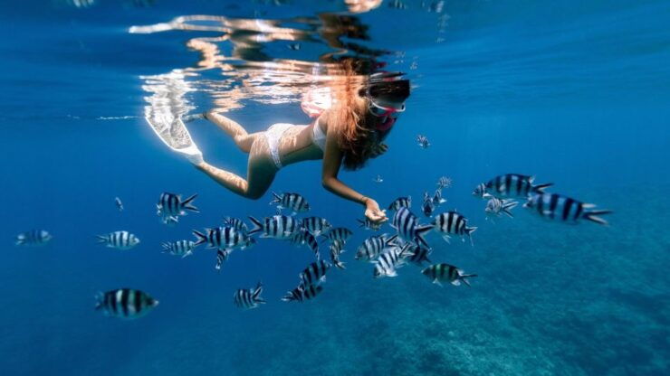 Honolulu: Hanauma Bay State Park Snorkeling Trip - Experience Highlights