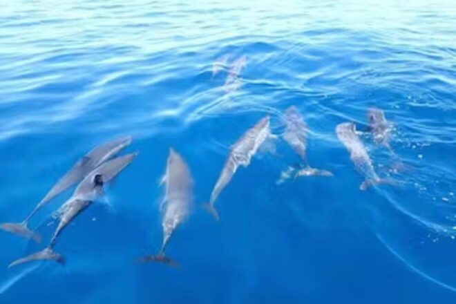 Honolulu: Marine Life Boat Tour on Waikiki Catamaran Charter - The Sum Up