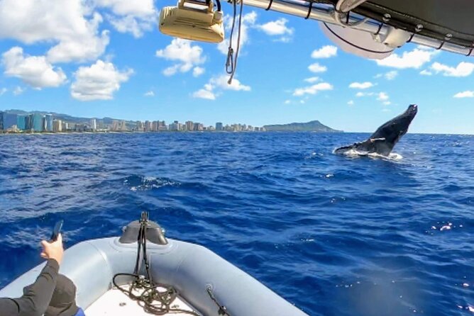 Honolulu Private Whale-Watching Cruise  - Oahu - Meeting and Pickup Information