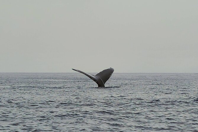 Honolulu Private Whale-Watching Cruise  - Oahu - Expectations and Accessibility
