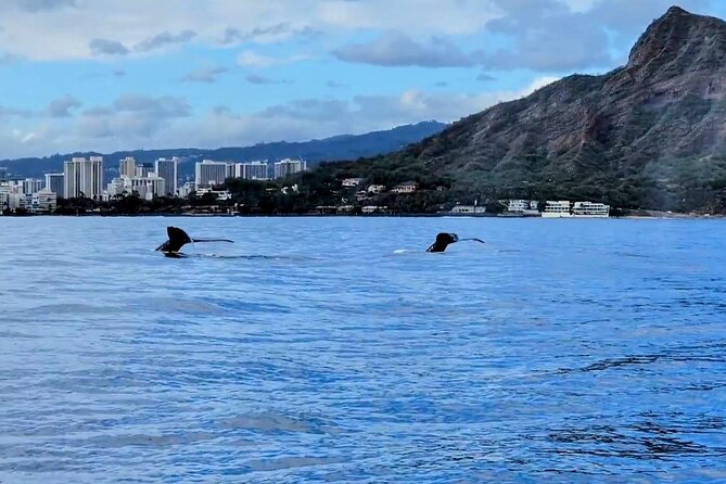 Honolulu Private Whale-Watching Cruise  - Oahu - Cancellation Policy