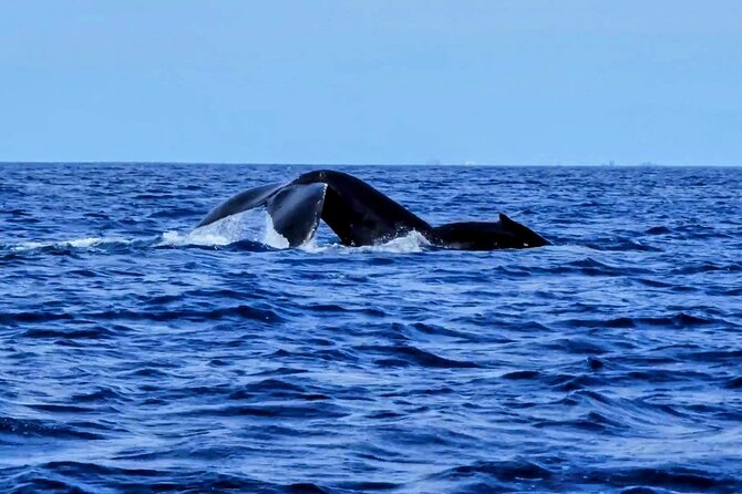 Honolulu Private Whale-Watching Cruise  - Oahu - The Sum Up