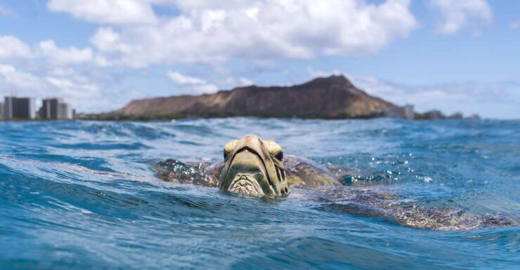 Honolulu: Snorkel Tour on Adventure Speed Boat - Booking Details
