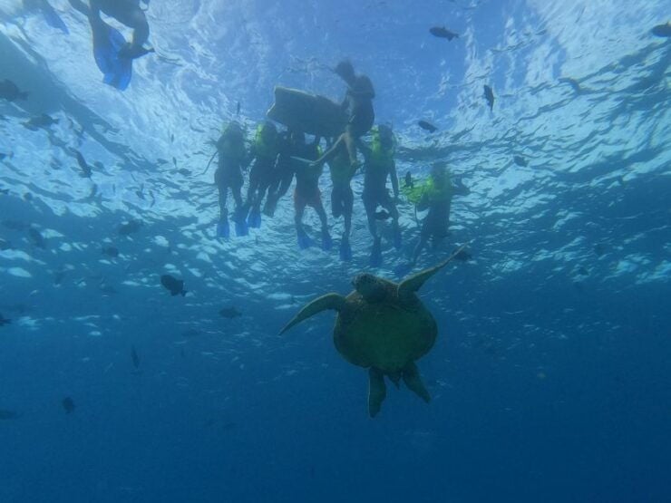 Honolulu: Snorkel With Turtles, Water Scooter, Paddleboard - Experience Highlights and Inclusions