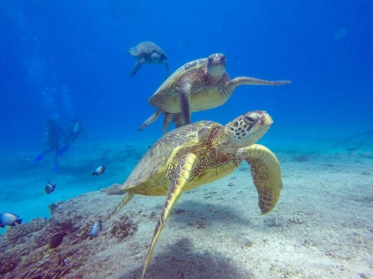 Honolulu: Snorkeling Tour - Discover the Underwater World