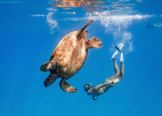 Honolulu: Turtle Canyon Snorkeling Semi-Private Boat Tour - Experience