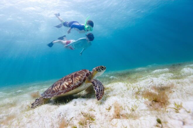 Honolulu Waikiki Turtle Canyon Snorkeling and Swimming Tour - Inclusions