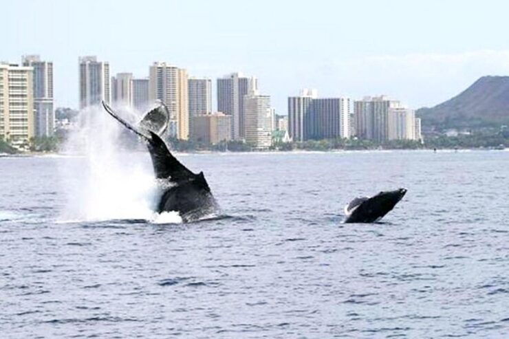 Honolulu: Whale Watching Cruise in Waikiki With Guide - Activity Details