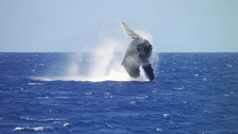 Honolulu: Whale Watching Cruise with Breakfast - The Educational Value and Naturalist Insights