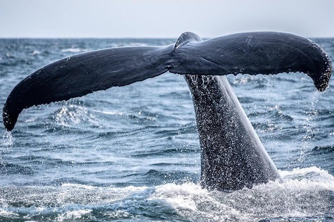 Honolulu Whale-Watching Tour  - Oahu - Meeting and Pickup Information