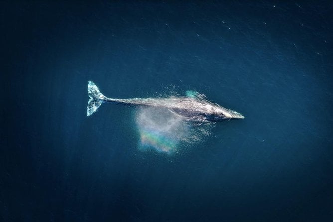 Honolulu Whale-Watching Tour  - Oahu - What To Expect on the Tour