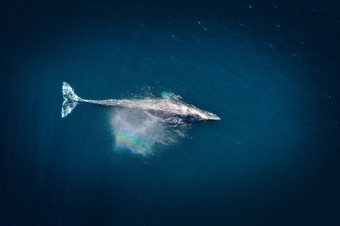 Honolulu Whale-Watching Tour  - Oahu - Awesome Experiences and Testimonials