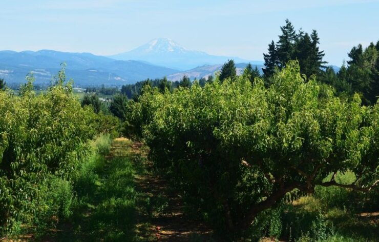 Hood River: Gift Basket Factory Tour - Experience Highlights