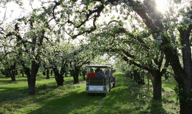 Hood River: Orchard Tour - Experience Highlights