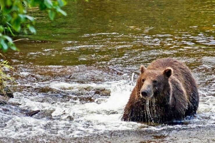 Hoonah: Chichagof Island Brown Bear Search - Good To Know