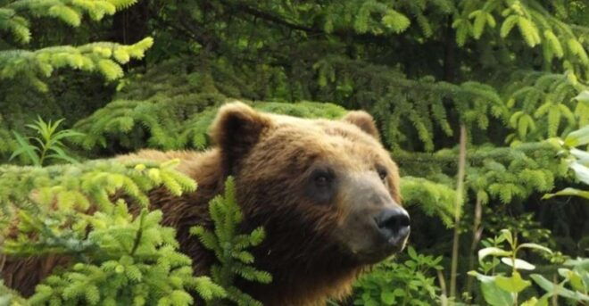 Hoonah: Chichagof Island Brown Bear Search - Bear Spotting Opportunities