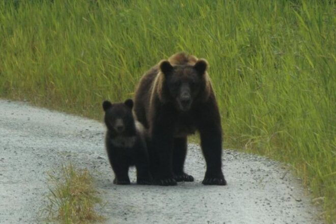 Hoonah: Chichagof Island Brown Bear Search - Pricing and Booking
