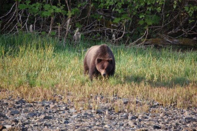 Hoonah: Chichagof Island Brown Bear Search - Tour Guide Expertise