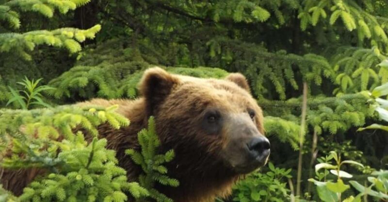 Hoonah: Chichagof Island Brown Bear Search - FAQ