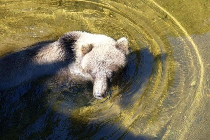 Hoonah: Chichagof Island Brown Bear Search - Activity Details and Highlights
