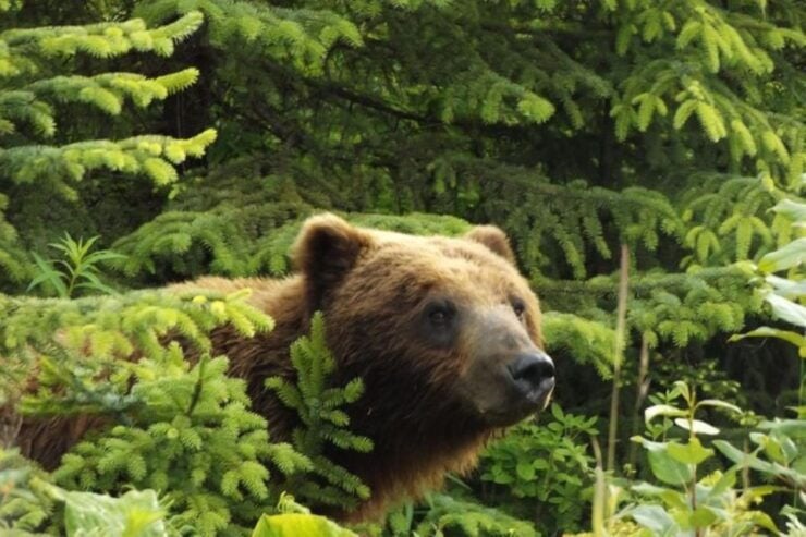 Hoonah: Chichagof Island Brown Bear Search - Connecting Instructions