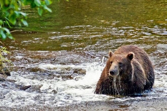 Hoonah: Chichagof Island Brown Bear Search - Important Information