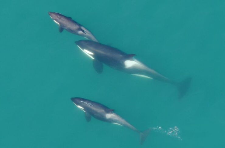 Hoonah: Icy Strait Whale Watch With Drone Filmography - Highlights and Experience