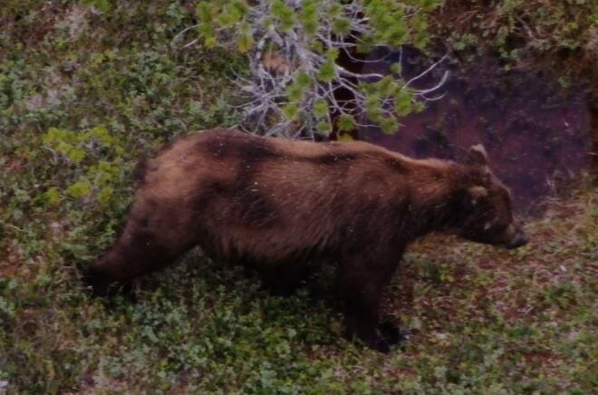 Hoonah: Icy Strait Whale Watch With Drone Filmography - Tour Description
