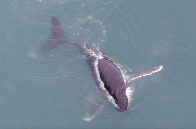 Hoonah: Icy Strait Whale Watch With Drone Filmography - Inclusions
