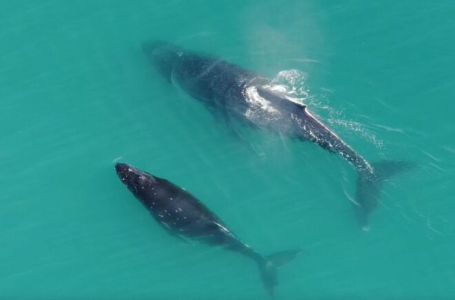 Hoonah: Icy Strait Whale Watch With Drone Filmography - Participants and Dates
