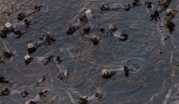 Hoonah: Icy Strait Whale Watch With Drone Filmography - Directions