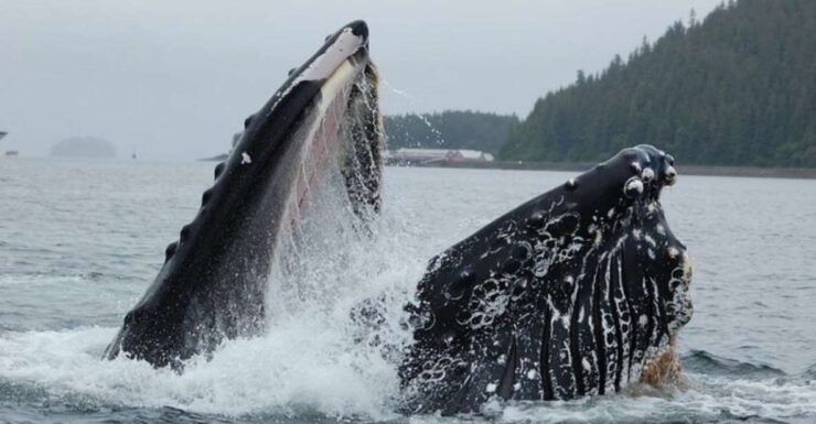 Hoonah: Whale Watching Cruise - Inclusions and Transportation