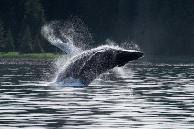 Hoonah: Whale Watching Cruise - Connecting Instructions