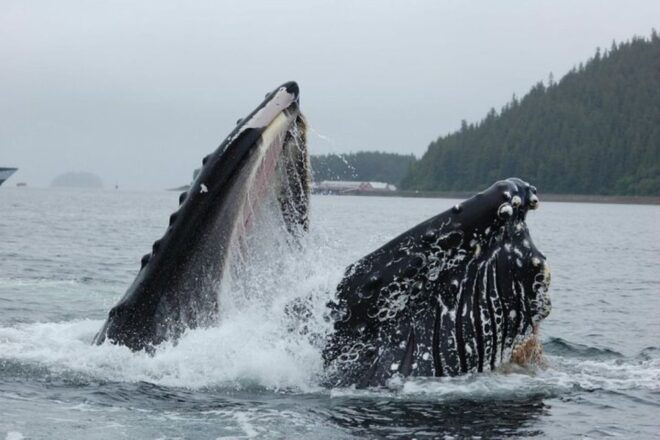Hoonah: Whale Watching Cruise - The Sum Up