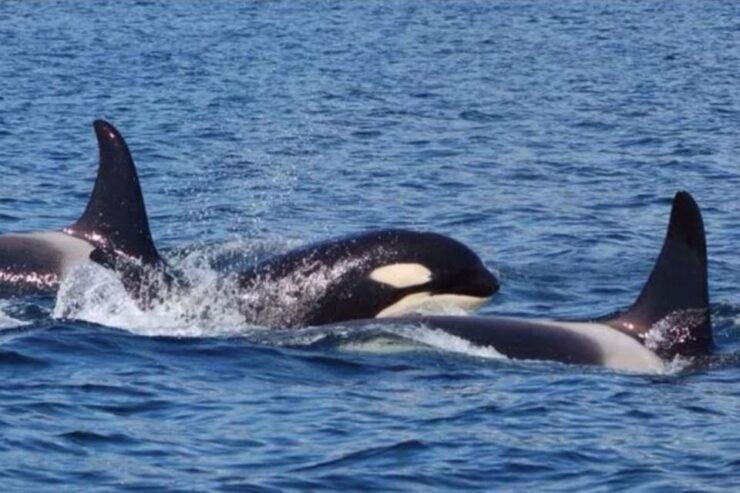 Hoonah: Whale Watching Cruise - Good To Know
