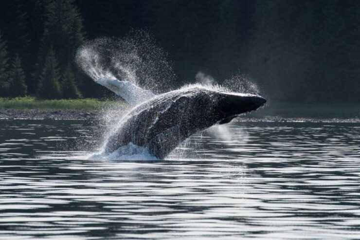 Hoonah: Whale Watching Cruise - Itinerary Details