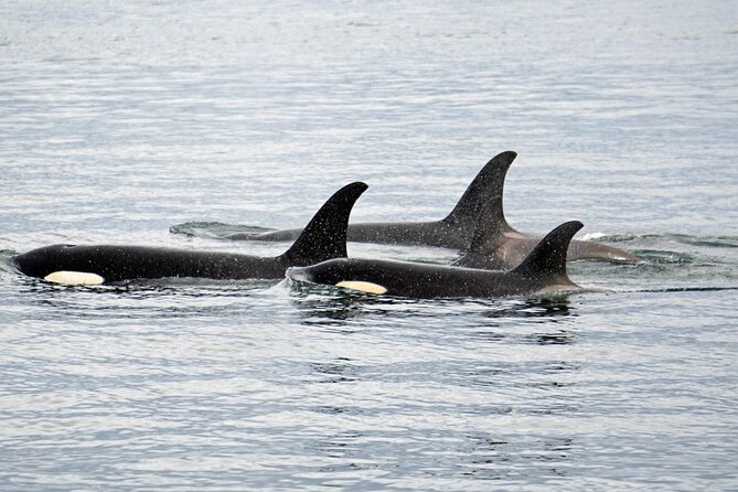 Hoonah Whale-Watching Cruise - Inclusions and Meeting/Pickup Information