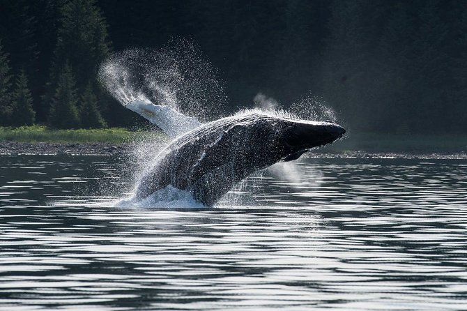 Hoonah Whale-Watching Cruise - Experience and Additional Information