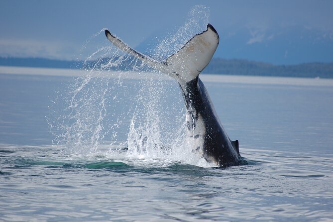 Hoonah Whale-Watching Cruise - Reviews and Tour Information