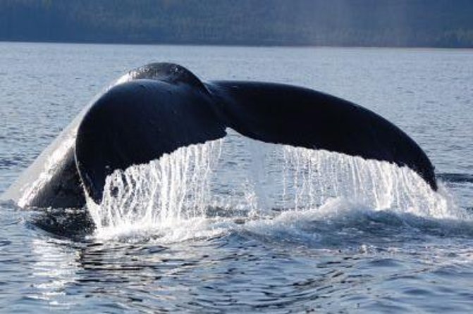 Hoonah Whale-Watching Cruise - Directions