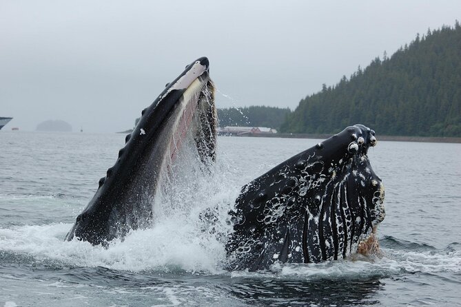 Hoonah Whale-Watching Cruise - Common Questions