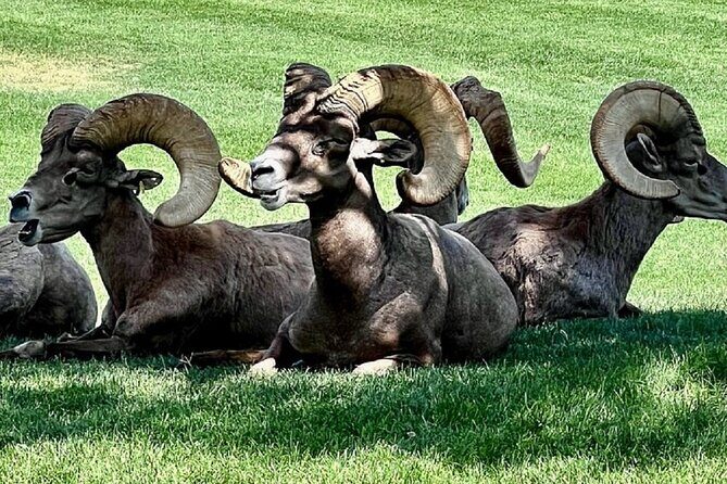 Hoover Dam, 7 Magic Mountains Small Group Half-Day Express Tour - Who Would Love This Tour?