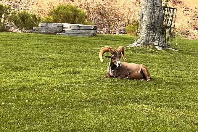 Hoover Dam, 7 Magic Mountains Small Group Half-Day Express Tour - FAQs