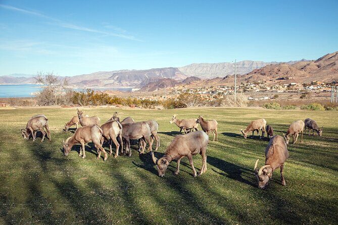 Hoover Dam Tour, Seven Magic Mountains & Las Vegas Sign Stop - Authenticity and Local Experiences