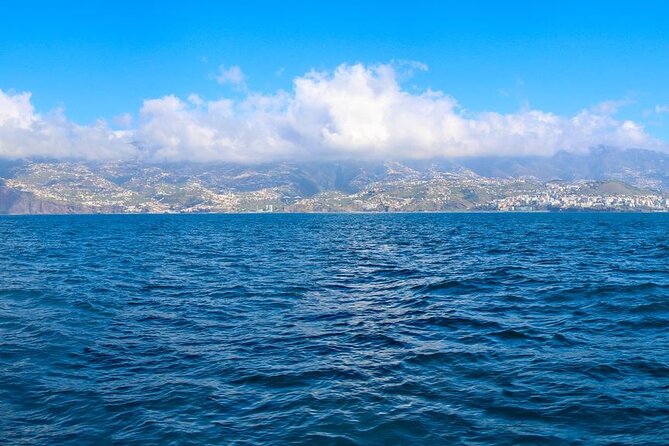 Hop-on Hop-off Bus Tour and Catamaran Whale & Dolphin Watching - Tour Itinerary