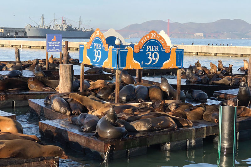Hop-On Hop-Off Bus Tour and Night Tour in San Francisco - Who should book this tour?