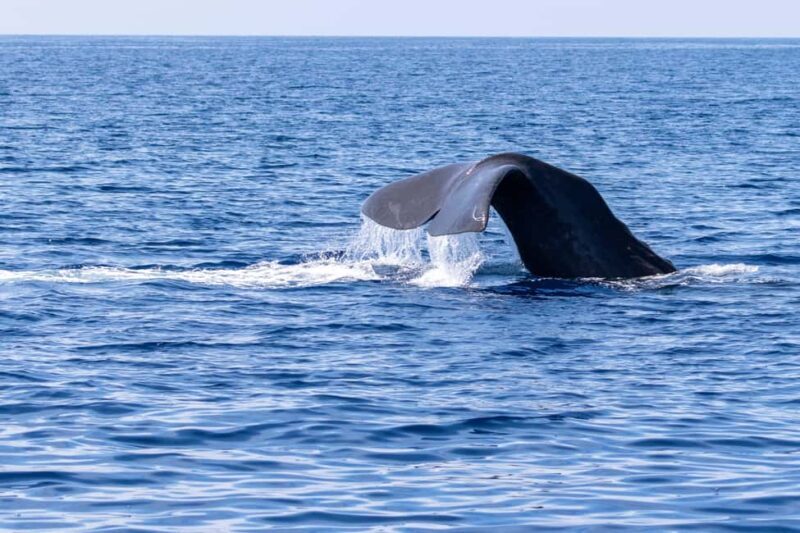 Horizon Large: whale watching off the coast of Saint-Cyr - Discovering Marine Life with Horizon Large: Whale Watching off the Coast of Saint-Cyr
