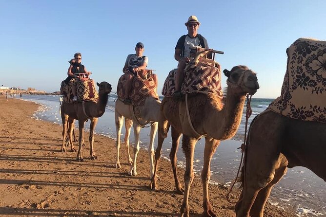 Horse and Camel Ride From Agadir or Taghazout - Guided Camel and Horse Ride