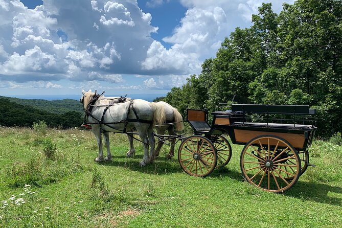 Horse and Carriage Ride Through Moses H. Cone Park - Customer Reviews and Recommendations